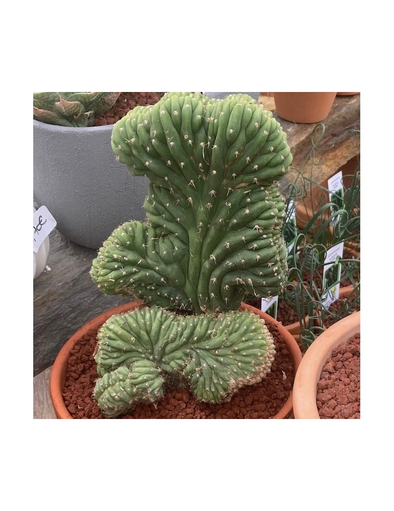 TRICHOCEREUS pachanoi f. cristata