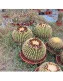 ECHINOCACTUS grusonii