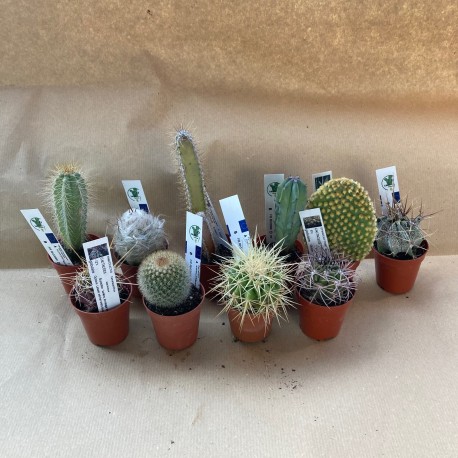 Pack 10 cactus