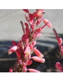 HESPERALOE parviflora