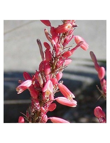 HESPERALOE parviflora