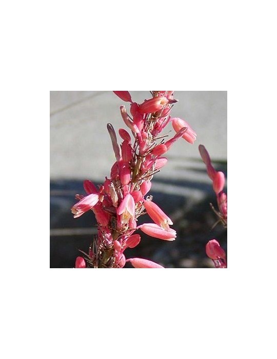 HESPERALOE parviflora