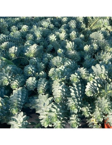 EUPHORBIA myrsinites