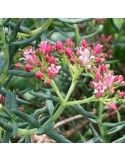 CRASSULA sarcocaulis