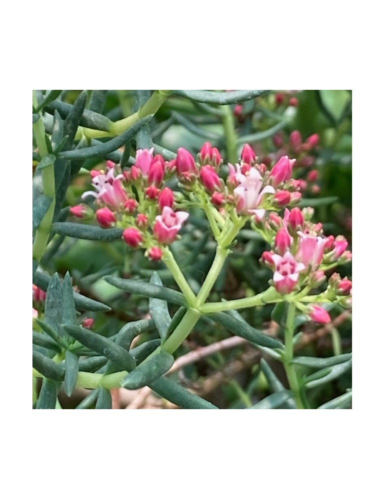 CRASSULA sarcocaulis