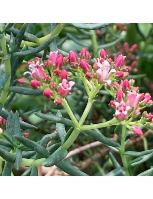 CRASSULA sarcocaulis