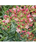 CRASSULA sarcocaulis