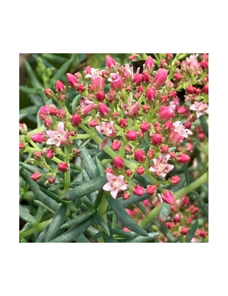 CRASSULA sarcocaulis