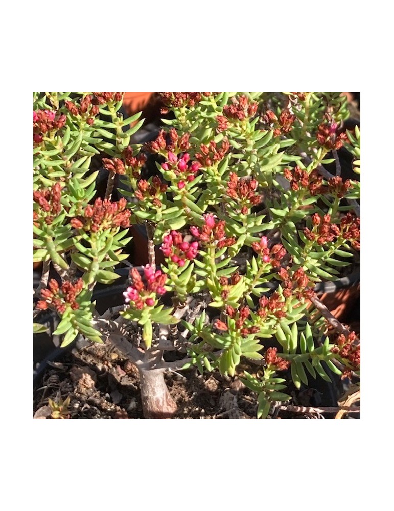 CRASSULA sarcocaulis