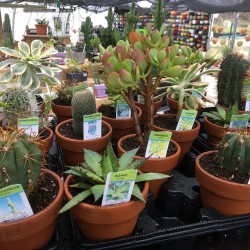 Cactus ou succulente pot terre 9 cm