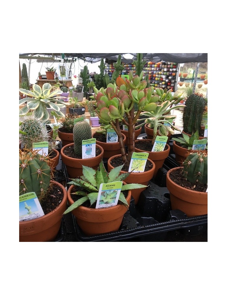 Plantes en pot terre 11 cm