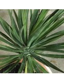 YUCCA aloifolia