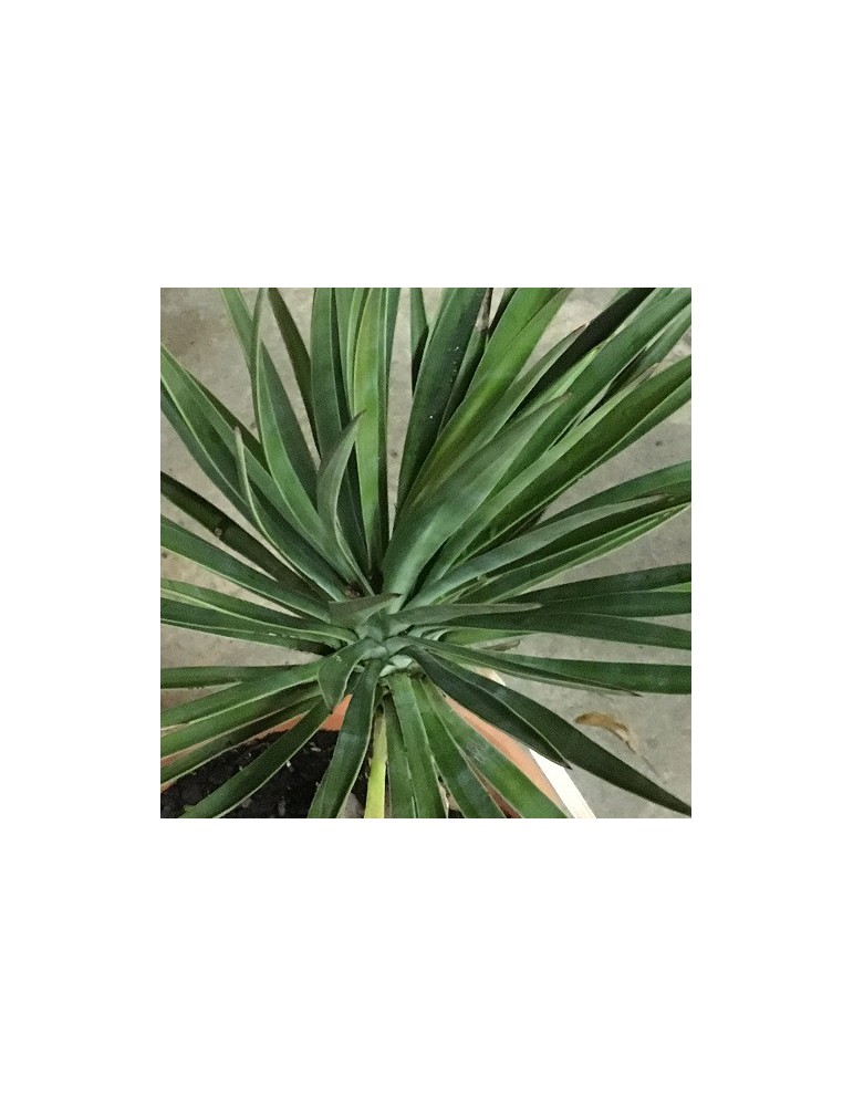 YUCCA aloifolia
