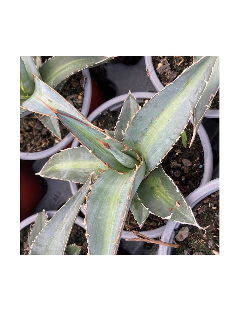 AGAVE kerchovei