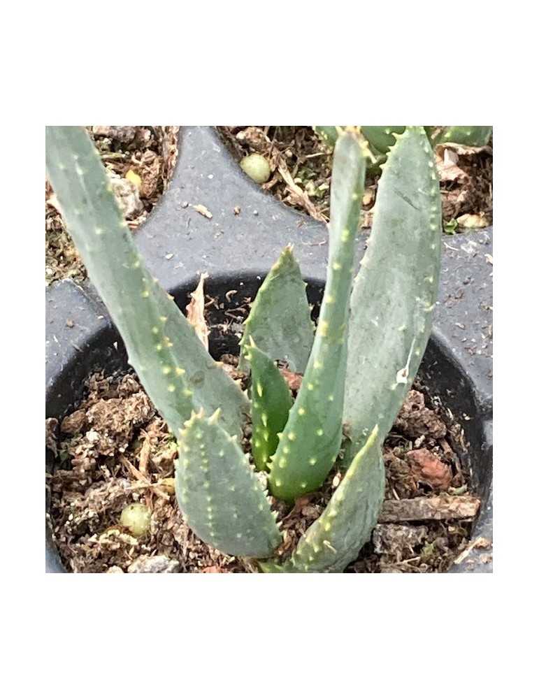 ALOE dichotoma var. ramosissima