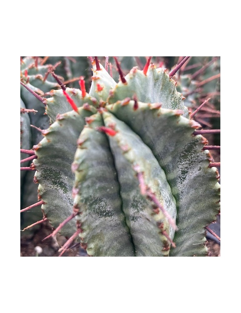 EUPHORBIA horrida v. noorsveldensis