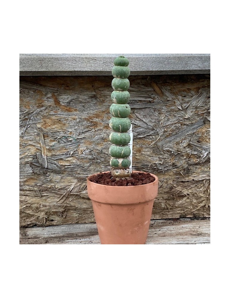 EULYCHNIA castanea f. spiralis