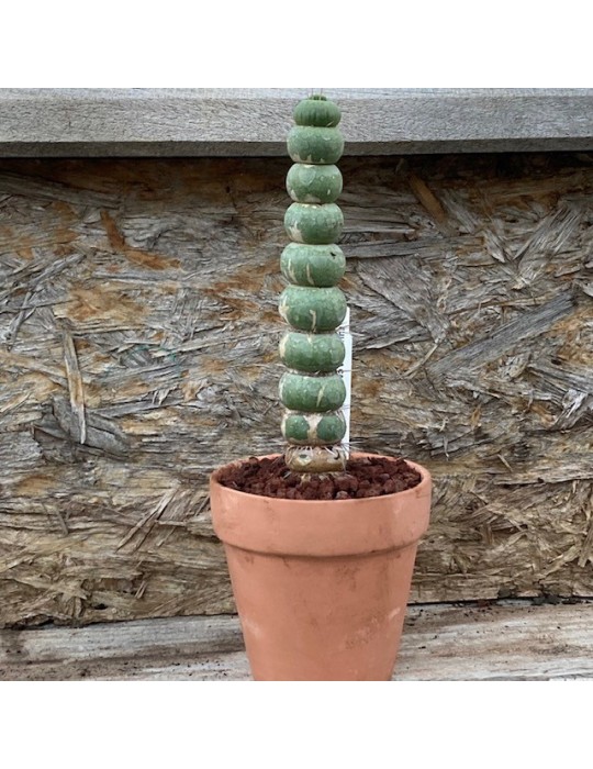 EULYCHNIA castanea f. spiralis