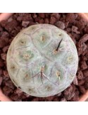 TEPHROCACTUS geometricus