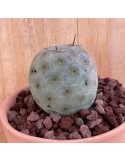 TEPHROCACTUS geometricus