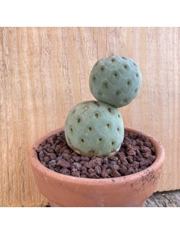 TEPHROCACTUS geometricus