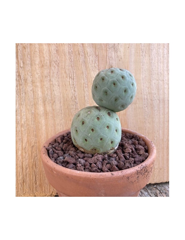 TEPHROCACTUS geometricus
