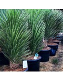 YUCCA filifera grosse plante