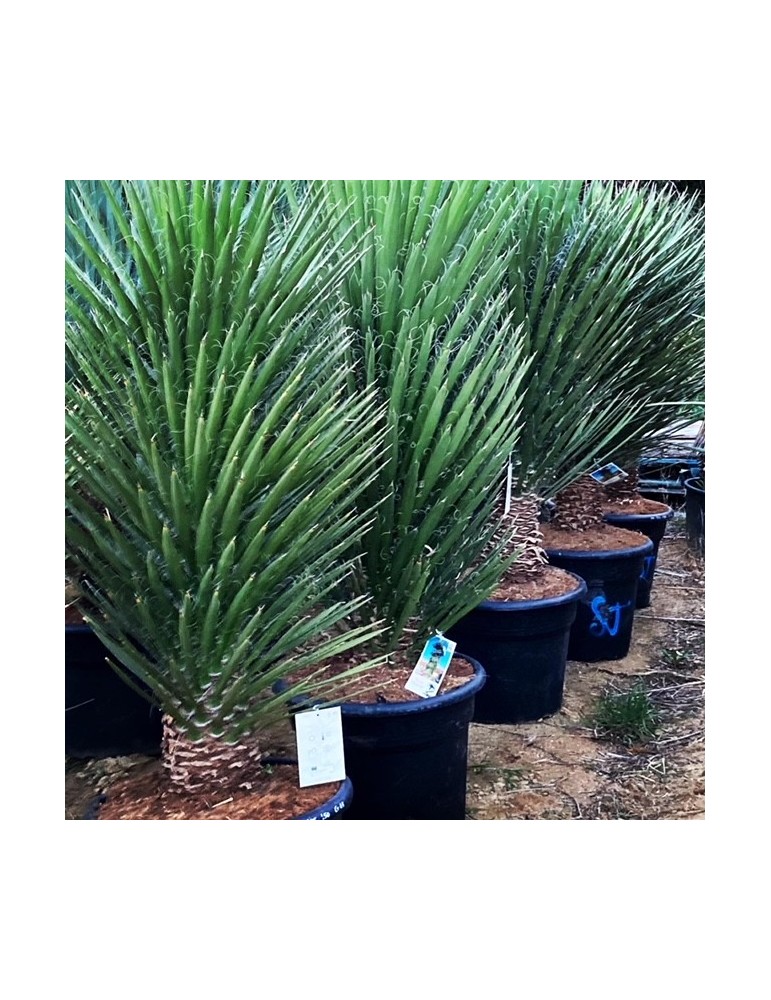 YUCCA filifera grosse plante