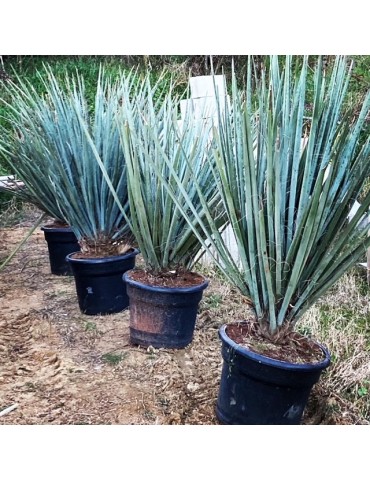 YUCCA baccata grosse plante