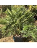 CHAMAEROPS humilis