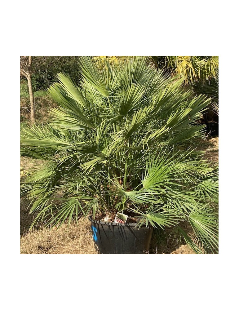 CHAMAEROPS humilis