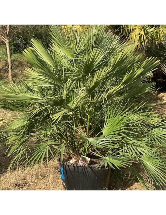CHAMAEROPS humilis CHAMAEROPS humilis