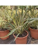 PHORMIUM tenax variegata