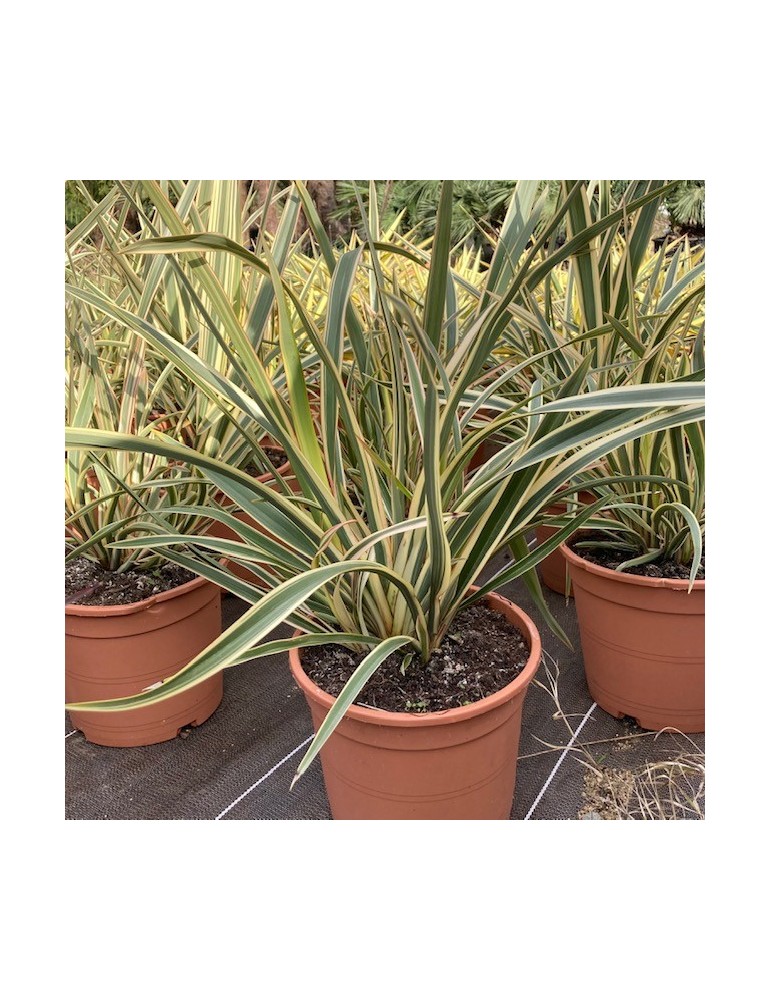 PHORMIUM tenax variegata