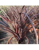 PHORMIUM tenax variegata