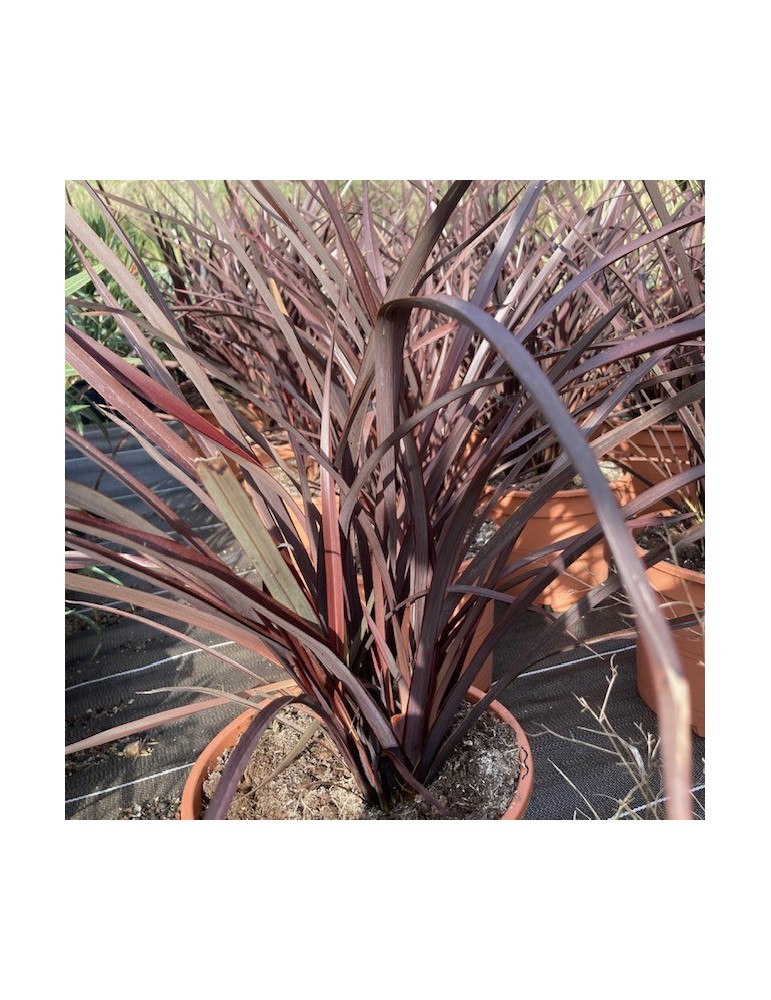 PHORMIUM tenax variegata