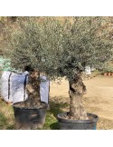OLEA europea