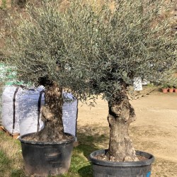 OLEA europea (olivier)