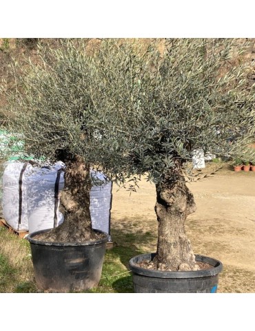 OLEA europea (olivier)