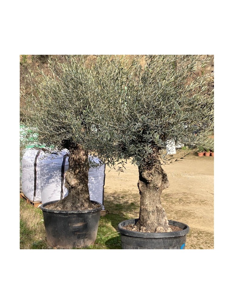 OLEA europea