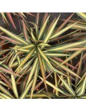 YUCCA filamentosa cv color guard