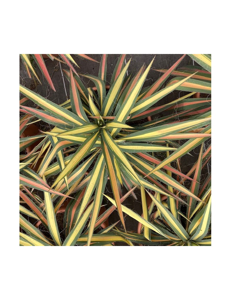 YUCCA filamentosa cv color guard