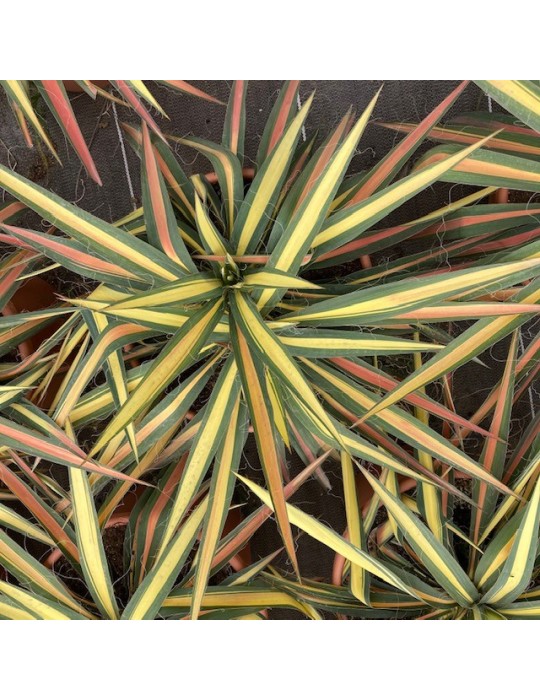 YUCCA filamentosa cv color guard