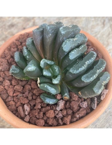 HAWORTHIA truncata