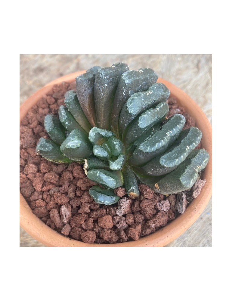 HAWORTHIA truncata