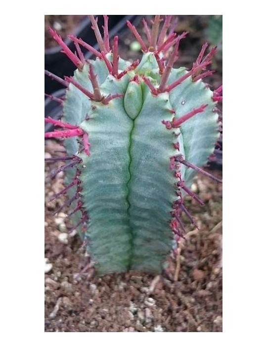 EUPHORBIA collection