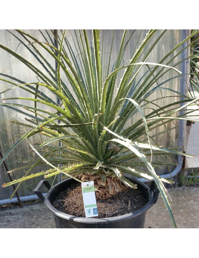 PUYA chilensis