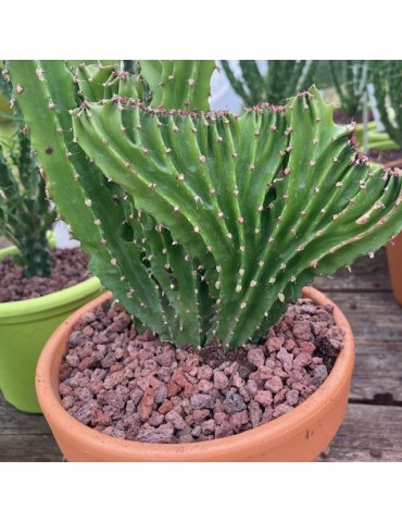 EUPHORBIA triangularis f.cristata