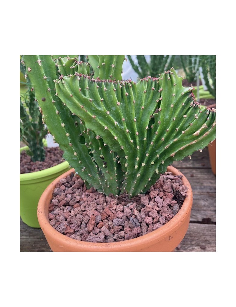 EUPHORBIA triangularis f.cristata