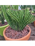 EUPHORBIA triangularis f.cristata